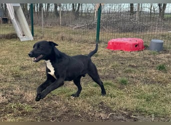 Anton, geboren 25.12.2024, 42cm sucht seine Menschen