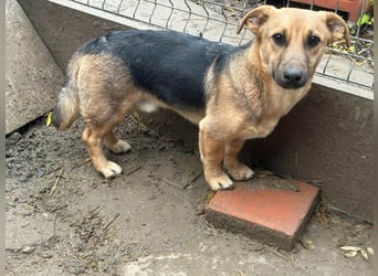 Marwin, geb. 04.2025, 40cm sucht sicheres Zuhause