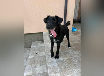 Terka, geboren 01.08.2024, 40cm sucht liebevolles Zuhause