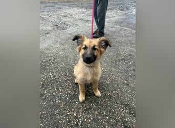 Fedra, geboren 01.11.2025, 40cm sucht ihr Menschen