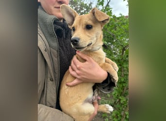 Yoda, geboren 13.01.2026, 26cm sucht sein Zuhause