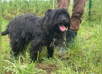 Rambo, geboren 01.03.2023, 42cm sucht sein für immer Zuhause