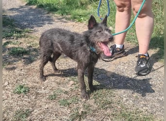 Amira, geboren 2022, 39cm sucht ihre Chance