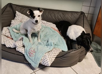 Mezi, geboren 21.05.2023, 35cm sucht ihr für immer Zuhause (Pflegestelle Deutschland)