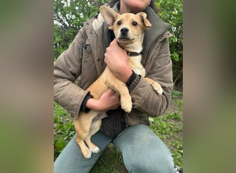 Yoda, geboren 13.01.2026, 26cm sucht sein Zuhause