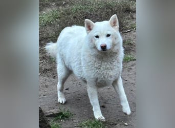 Snow, geb. 08.2023, 38cm sucht neues Zuhause (Deutschland)