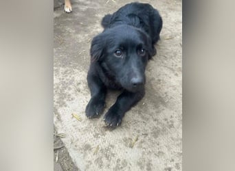 Blacky, geb. 01.04.2025, 40 cm, möchte glücklich werden