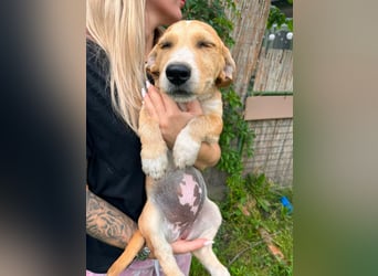 Tammy, geboren 08.02.2026, 27cm sucht ihre Menschen