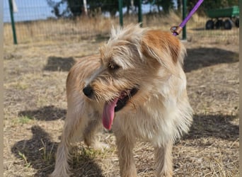 Libby, geboren 01.04.2026, 40cm sucht ihr Glück