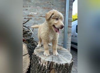 Sari, geboren 25.04.2026, 30cm sucht ihre Familie