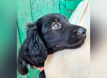 Madox, geboren 04.05.2026, 28cm sucht seine Chance