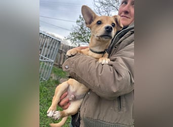 Yoda, geboren 13.01.2026, 26cm sucht sein Zuhause