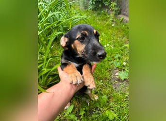 Tilli, geb. 02.2026, 26cm sucht ihre Chance