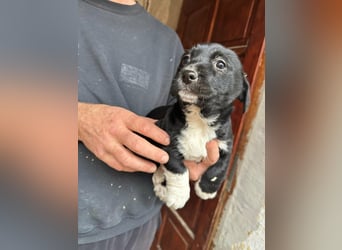 Flower, geboren 22.12.2025, 21cm sucht ihr Körbchen