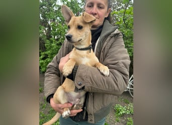 Yoda, geboren 13.01.2026, 26cm sucht sein Zuhause