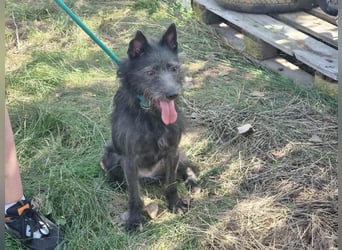 Amira, geboren 2022, 39cm sucht ihre Chance