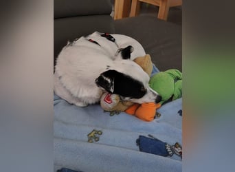 Mezi, geboren 21.05.2023, 35cm sucht ihr für immer Zuhause (Pflegestelle Deutschland)