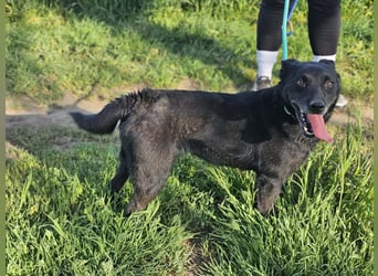 Eben, geboren 01.03.2022, 40cm sucht ihr Körbchen