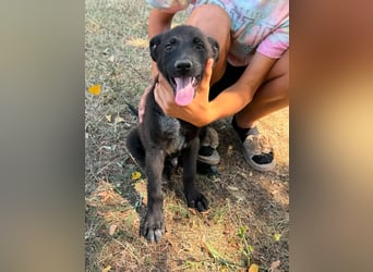 Diablo, geboren 25.05.2026, 32cm sucht seine Chance
