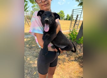 Diablo, geboren 25.05.2026, 32cm sucht seine Chance