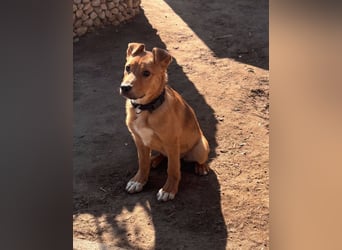 Koda, geboren 01.11.2025, 35cm sucht sein Körbchen