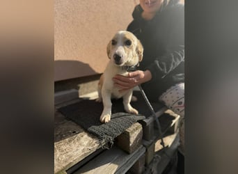 Bora, geboren 01.01.2023, 31cm sucht ihr Menschen