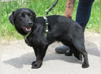 Raizo, geboren 01.08.2025, 35cm sucht seine Familie