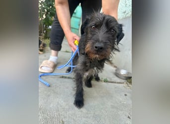 Pixie, geboren 02.11.2025, 33cm sucht ihr Zuhause
