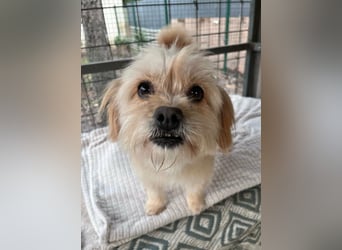 Suzy, geboren 28.11.2023, 34cm sucht ihre Menschen