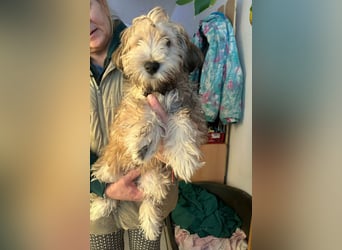 Levi, 12 Wochen, 29cm sucht geduldvolles Zuhause