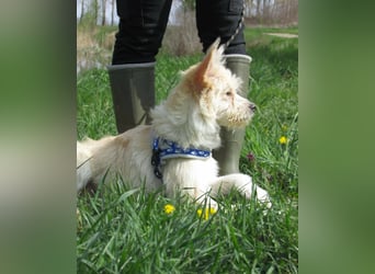 Toni, geboren 01.09.2025, 40cm sucht sein Körbchen