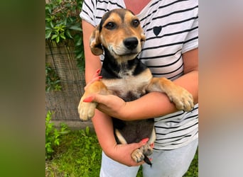 Teo, geb. 02.2026, 27cm sucht sein Körbchen