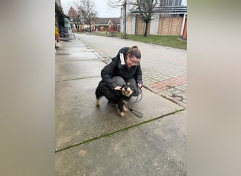 Cupido, geboren 01.02.2024, 42cm sucht sein Zuhause