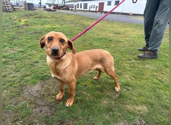Bubu, geb. 05.2025, 35cm, sucht seine Familie