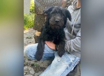 Tommy, geb. 12.2025, 36cm sucht sein Körbchen