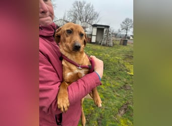 Bubu, geboren 10.05.2025, 35cm sucht Familienanschluss