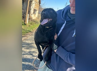 Ajna, geboren 06.2024, cm sucht ihr Zuhause