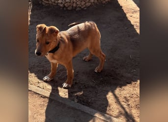 Koda, geboren 01.11.2025, 35cm sucht sein Körbchen