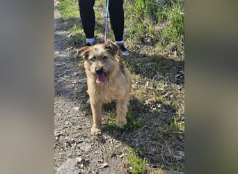 Muffin, geboren 01.07.2025, 41cm sucht ihr Zuhause
