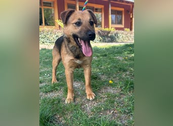 Bendeguz, geboren 01.02.2024, 39cm sucht Hoffnung