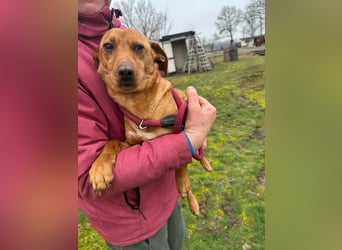 Bubu, geboren 10.05.2025, 35cm sucht Familienanschluss