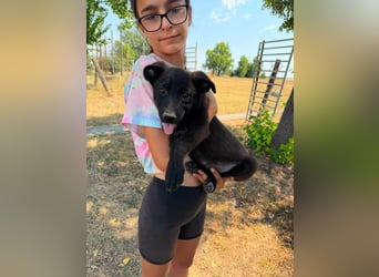 Diablo, geboren 25.05.2026, 32cm sucht seine Chance