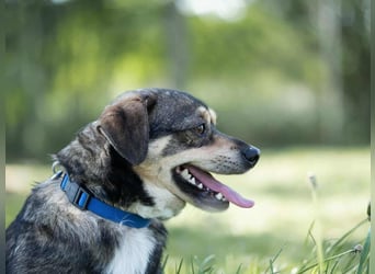 Mogyi, geboren 01.03.2023 sucht sein Glück