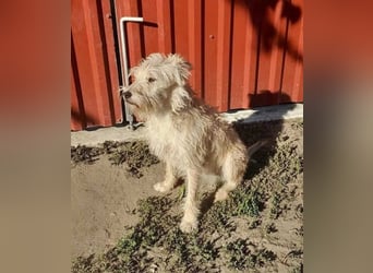 Berci, 2 Jahre, 35 cm, sucht nach seinem Körbchen