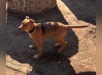 Koda, geboren 01.11.2025, 35cm sucht sein Körbchen