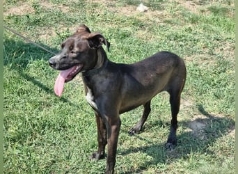 Hailey, geboren 25.01.2025, 39cm sucht aktives Zuhause