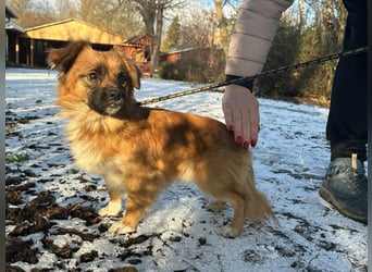 Leo, geboren 12.05.2023, 31cm sucht sein Glück