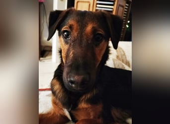 Marko, geboren 26.06.2025, 40cm sucht tierliebe Menschen (Pflegestelle Deutschland)