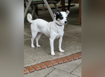 Mezi, geboren 21.05.2023, 35cm sucht ihr für immer Zuhause (Pflegestelle Deutschland)