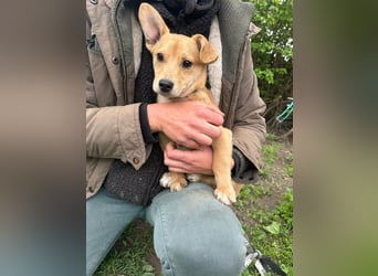 Yoda, geboren 13.01.2026, 26cm sucht sein Zuhause